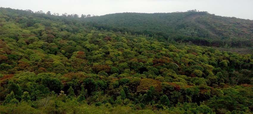 kodaikanal-FOREST-tour