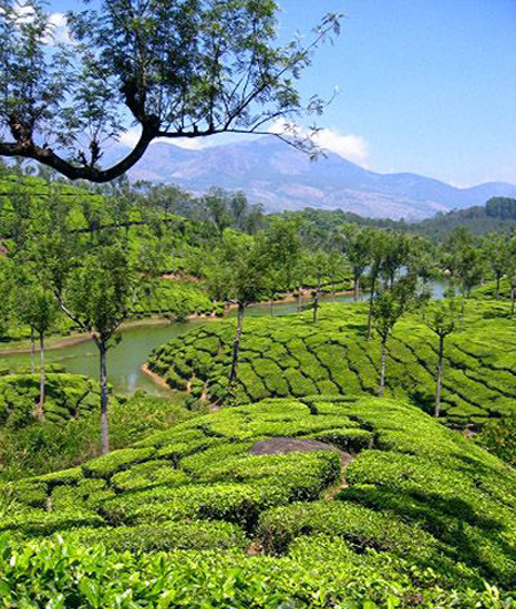munnar Tours
